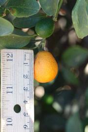            Fruit (Riverside, CA)   