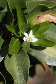              Flower (Winter Haven, FL)       