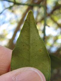              Margin (Winter Haven, FL)       