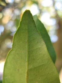              Margin (Winter Haven, FL)       