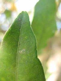              Margin (Winter Haven, FL)       