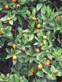            Fruit (Riverside, CA)   