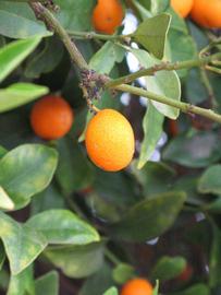            Fruit (Riverside, CA)   