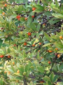              Sun leaves (Riverside, CA)       