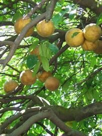            Fruit (Winter Haven, FL)   