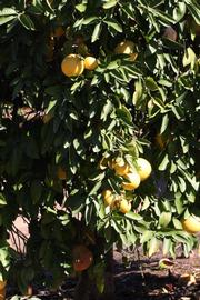              Habit (Riverside, CA)       