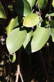              Sun leaves (Riverside, CA)       