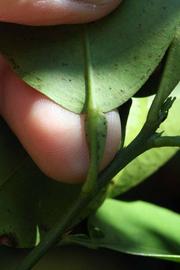              Petiole (Riverside, CA)       