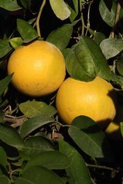              Fruit (Riverside, CA)       