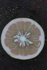              Fruit cross-section (Riverside, CA)       