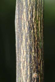              Second - third year twig (Riverside, CA)       