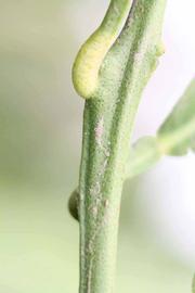            First year twig (Riverside, CA)   