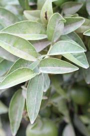              Sun leaves (Riverside, CA)       