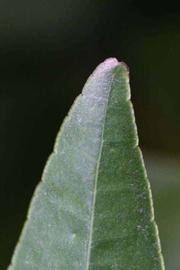              Margin (Riverside, CA)       