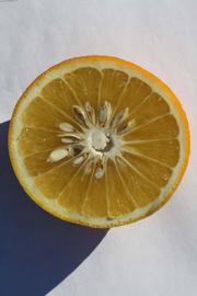              Fruit cross-section (Riverside, CA)       