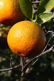               Fruit (Riverside, CA)       