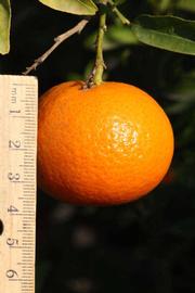              Fruit (Riverside, CA)       