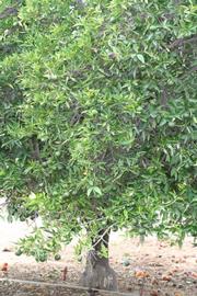            Habit (Riverside, CA)   