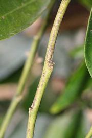            First year twig (Riverside, CA)   