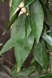              Shade leaves (Riverside, CA)       