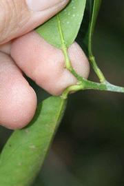              Petiole (Riverside, CA)       