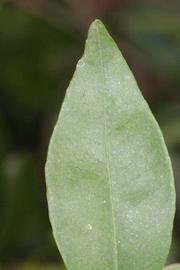              Margin (Riverside, CA)       