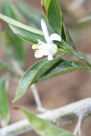              Flower (Riverside, CA)       
