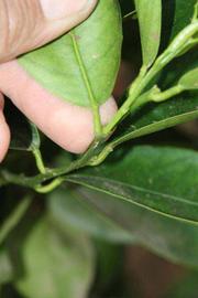              Petiole (Riverside, CA)       