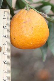            Fruit (Riverside, CA)   