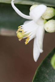              Flower (Riverside, CA)       