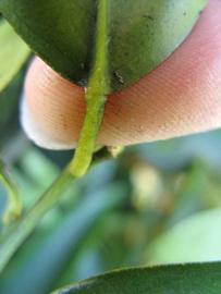              Petiole (Winter Haven, FL)       