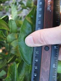              Unifoliolate leaf (Winter Haven, FL)       