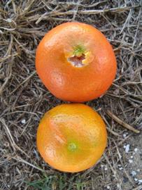              Fruit (Winter Haven, FL)       