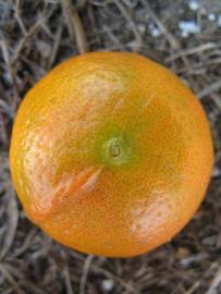              Fruit (Winter Haven, FL)       