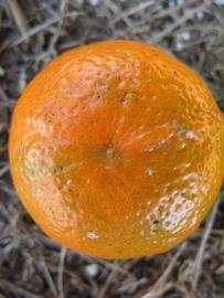              Fruit (Winter Haven, FL)       