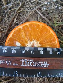              Fruit cross-section (Winter Haven, FL)       