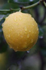                Fruit (Frost Eureka, Riverside, CA)       