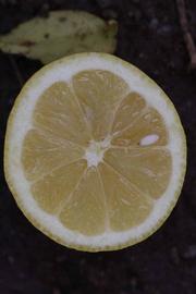                Fruit cross-section (Frost Eureka, Riverside,   CA)       