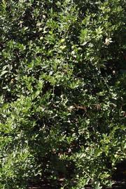            Habit (Riverside, CA)   