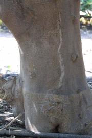            Bark (Riverside, CA)   