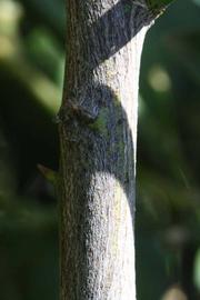              Second - third year twig (Riverside, CA)       