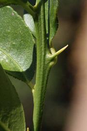            First year twig (Riverside, CA)   