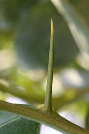              First year twig (Riverside, CA)       