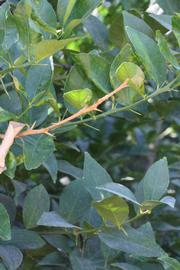              Shade leaves (Riverside, CA)       