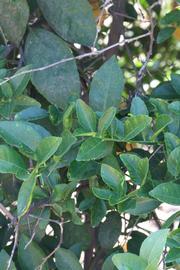              Shade leaves (Riverside, CA)       