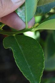              Petiole (Riverside, CA)       