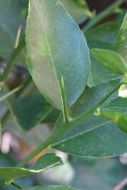              First year twig (Riverside, CA)       