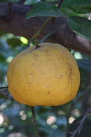              Fruit (Riverside, CA)       