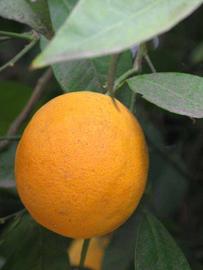            Fruit (Riverside, CA)        