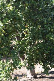            Habit (Riverside, CA)   